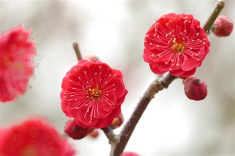 紅梅樹|梅の木の種類図鑑！花梅から実梅まで、代表的な品種。